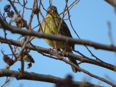 Emberiza personata
