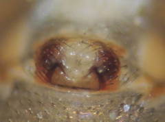 Troxochrus scabriculus