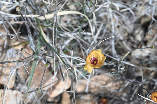 Plains flax (Linum puberulum)