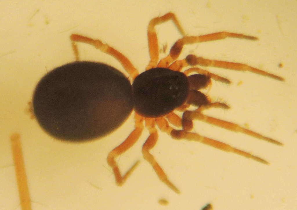 Troxochrus