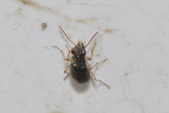 Asaphidion