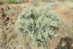 Plocama aucheri