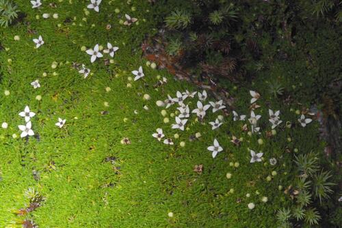 Arcytophyllum filiforme