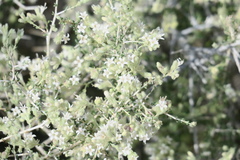 Plocama aucheri