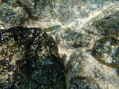 Thalassoma pavo