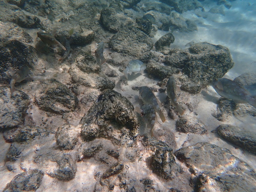 Sparisoma cretense