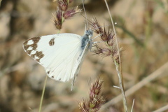 Pontia glauconome
