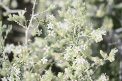 Plocama aucheri