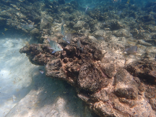 Diplodus cadenati