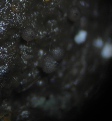 Ascobolus aglaosporus