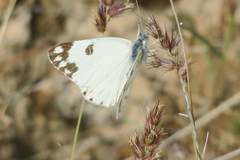 Pontia glauconome