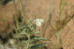 Pontia glauconome