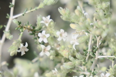 Plocama aucheri
