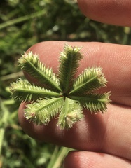 Dactyloctenium radulans