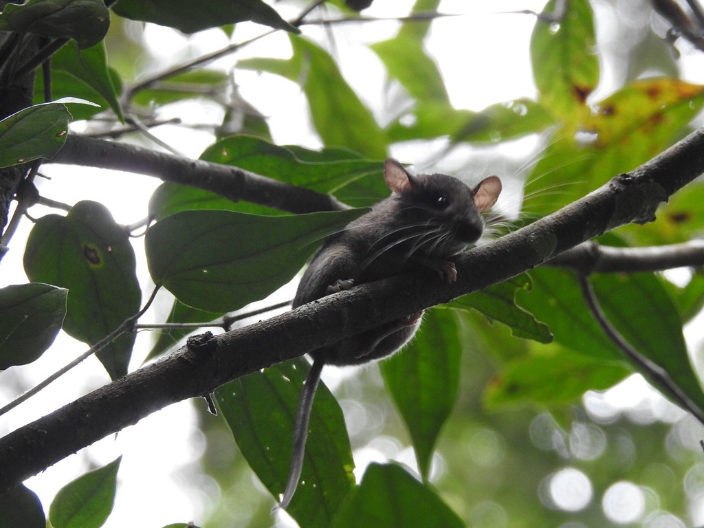Mindanao Montane Forest Mouse