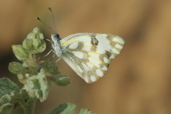 Pontia glauconome