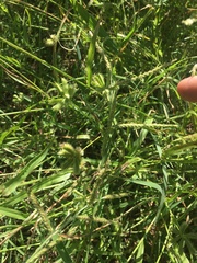 Dactyloctenium radulans