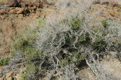 Pteropyrum scoparium
