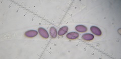 Ascobolus aglaosporus