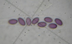 Ascobolus aglaosporus