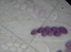 Ascobolus aglaosporus