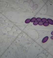 Ascobolus aglaosporus