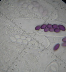 Ascobolus aglaosporus