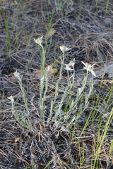 Leontopodium leontopodioides