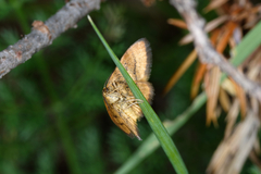 Idaea flaveolaria