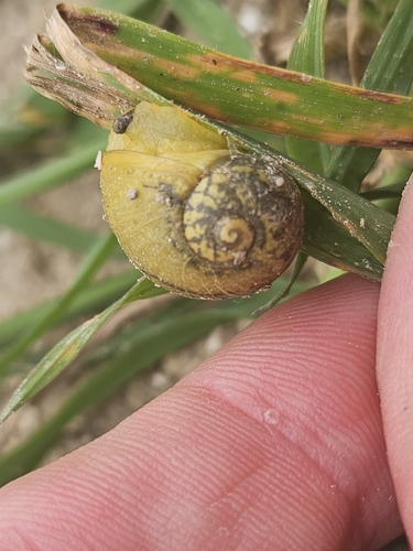 Cantareus apertus