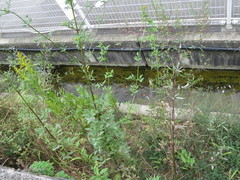 Bidens pilosa pilosa