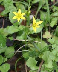 Gagea peduncularis