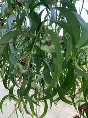 Acacia auriculiformis