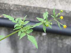 Bidens pilosa pilosa