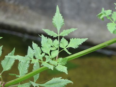 Bidens pilosa pilosa