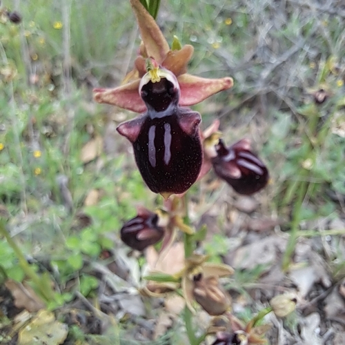 Bosom Orchid