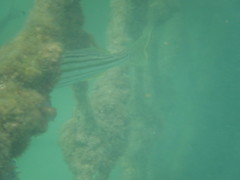 Helotes octolineatus