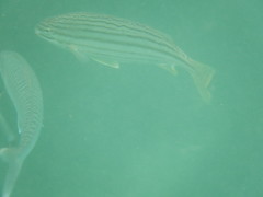 Helotes octolineatus
