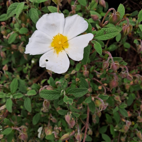 Sage-leaved Rock-rose