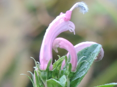 Centropogon cornutus