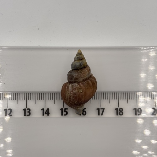 Buccinum scalariforme, 2025-09-17