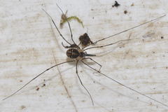 Mitostoma chrysomelas