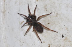 Coelotes atropos