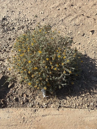 Anvillea garcinii radiata