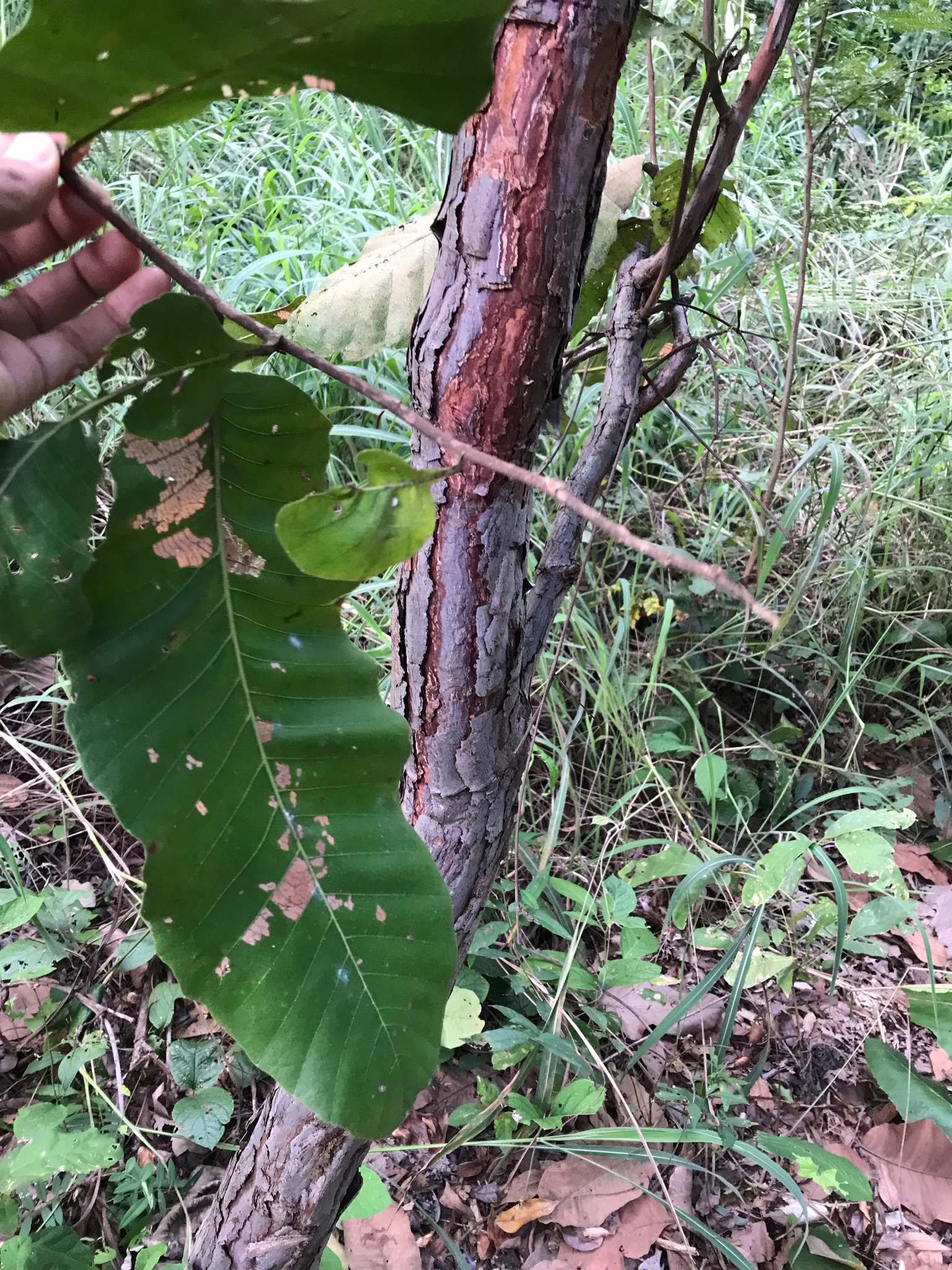 Curatella americana