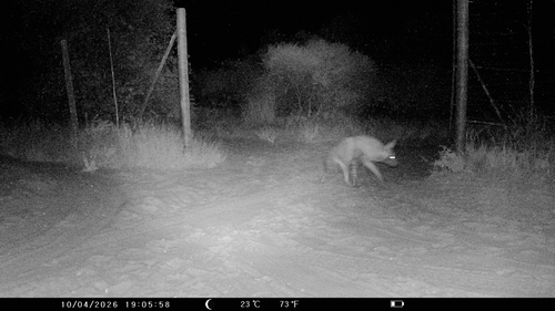 Brown Hyaena
