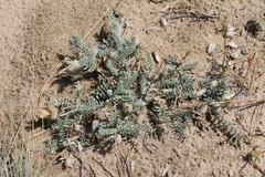 Oxytropis lanata