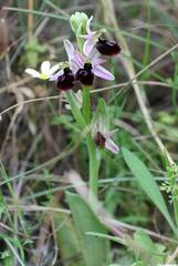 Ophrys ferrum-equinum