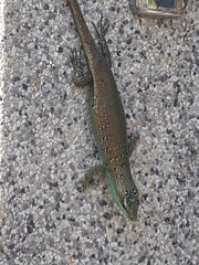 Dasia olivacea