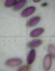 Ascobolus tsavoensis